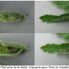 musch cribrellum larva3 volg2